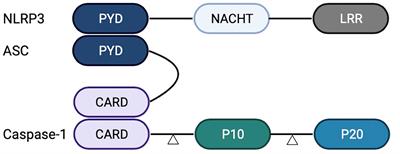 NLRP3 Inflammasome: A New Target for Prevention and Control of Osteoporosis?